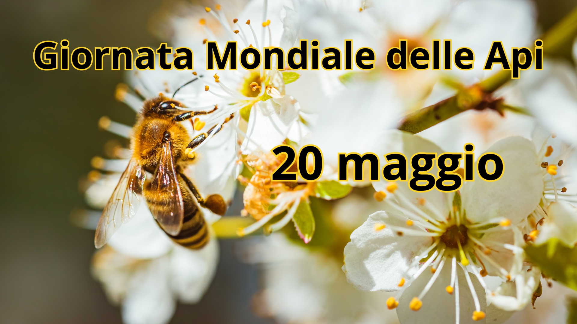 Clicca per accedere all'articolo Giornata Mondiale delle Api: un momento di riflessione fondamentale per la nostra ecosostenibilità