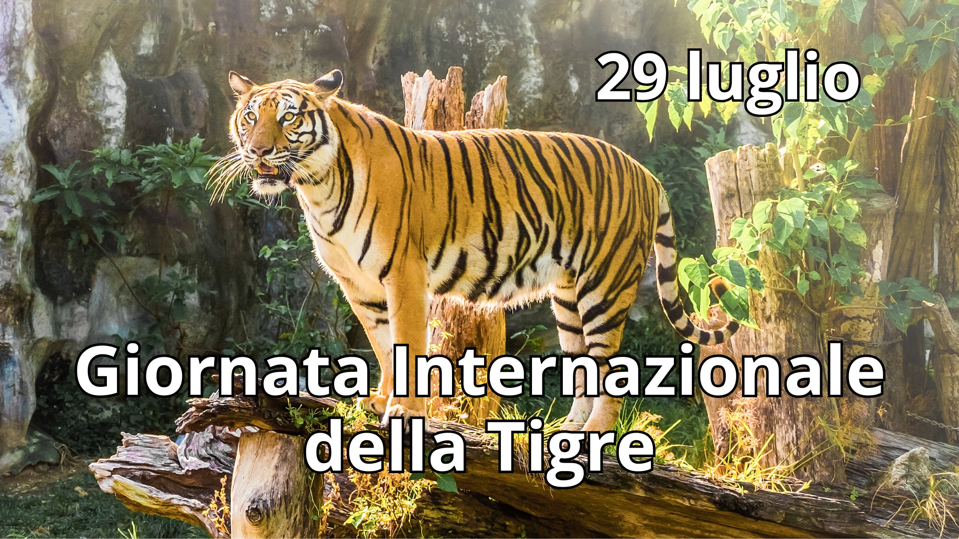 Clicca per accedere all'articolo Giornata Internazionale della Tigre