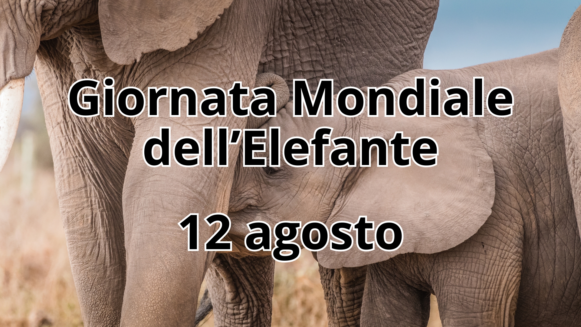 Clicca per accedere all'articolo Giornata Mondiale degli Elefanti